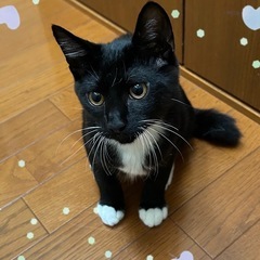 カルカンくん♂5ヶ月ちょっぴり小柄ラブリーボーイです💖
