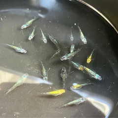 メダカ　8ビート　18匹の画像