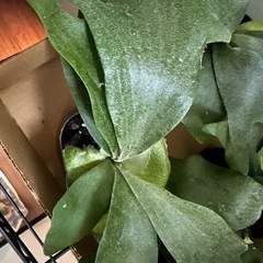 ⭐️貯水葉あり　ビカクシダ(コウモリラン) 「ネザー　ランド」 1苗 ①の画像