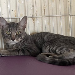 助けてください③多頭飼育崩壊