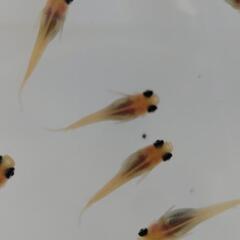 メダカ𓆛白出目パンダ𓆛1ペアの画像