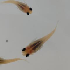 メダカ𓆛白出目パンダ𓆛1ペアの画像
