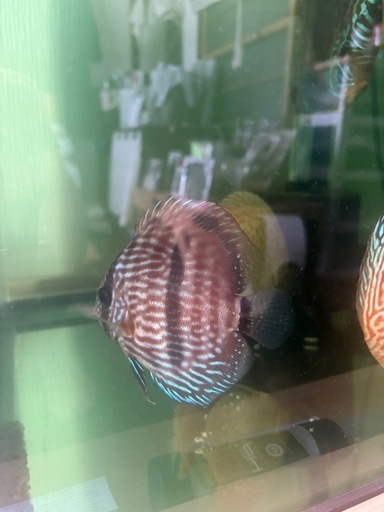 ディスカス9匹