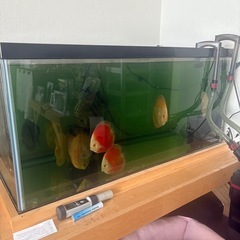 ディスカス9匹の画像