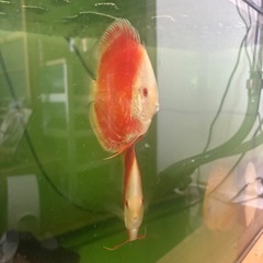 ディスカス9匹の画像