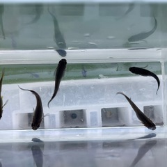 妲己(だっき)12匹の画像