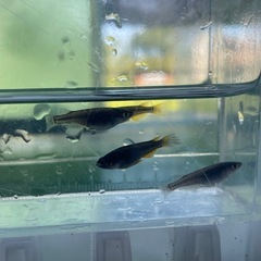 妲己(だっき)12匹の画像