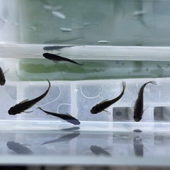 妲己(だっき)12匹の画像