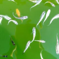 メダカ𓆛ミックス𓆛20匹の画像