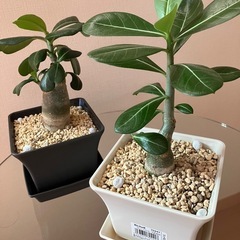 【2点セット】アデニウム　オベスム　鉢ごと　塊根植物　　観葉植物の画像
