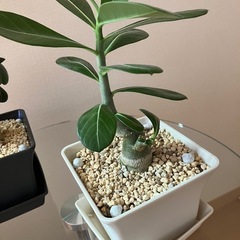 【2点セット】アデニウム　オベスム　鉢ごと　塊根植物　　観葉植物の画像