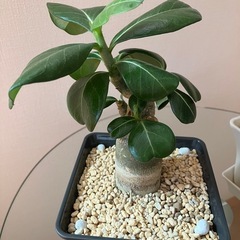 【2点セット】アデニウム　オベスム　鉢ごと　塊根植物　　観葉植物の画像