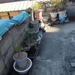 鉢植え◎植木鉢の画像