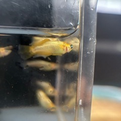 メダカ🆕橙トウの画像