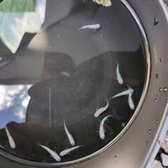 彩光  10匹の画像