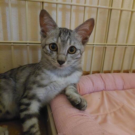 桃６本【紫都様オーダー】長毛猫②③④　長毛猫舞い散る桜　長毛猫薔薇　柴犬額紫陽花 桃6本【紫都様オーダー】長毛猫②③④ 長毛猫舞い散る桜 長毛猫