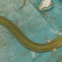 ウナギ・約６０センチ１匹＋約２０センチ１匹の画像