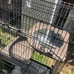 猫用ケージの画像