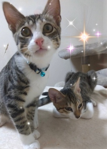 クニくん、ちゃちゃちゃん💖人慣れバッチリ可愛いペア (マルチンmbru88