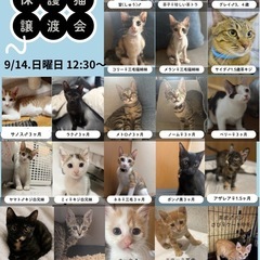 子猫だらけの里親会を開催します！