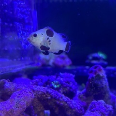 【海水魚、サンゴ】プラチナスノーフレークオセラリスの画像