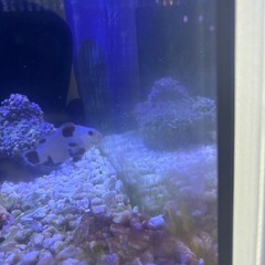 【海水魚、サンゴ】プラチナスノーフレークオセラリスの画像