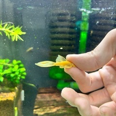 ロングフィンゴールドプレコ　2匹の画像