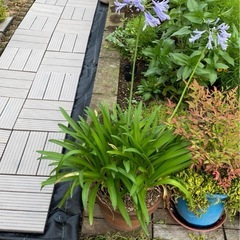 宿根草　アガパンサス　ムラサキクンシラン　2株の画像
