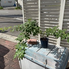 【無料】ツル薔薇　ロサ・ムルティフローラ