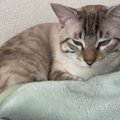 雑種