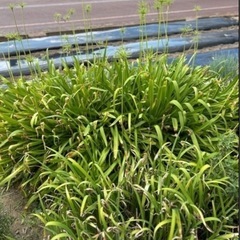 宿根草　アガパンサス　ムラサキクンシラン　2株の画像