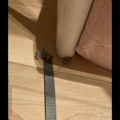IKEA ロフトベッドの画像