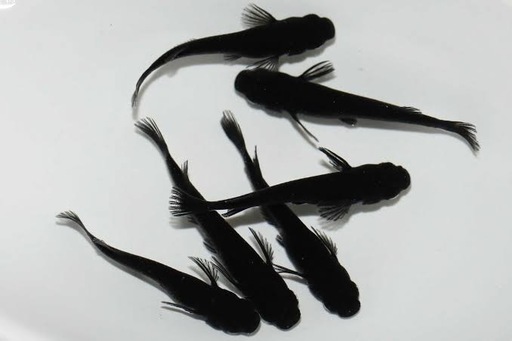 オロチメダカ稚魚100匹
