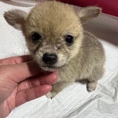 ちびっこわんこ(雑種)