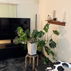 モンステラ 大型 鉢つき 観葉植物の画像