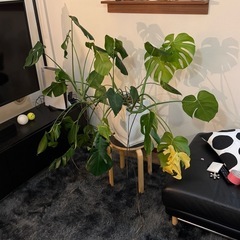 モンステラ 大型 鉢つき 観葉植物の画像