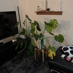 モンステラ 大型 鉢つき 観葉植物の画像