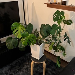 モンステラ 大型 鉢つき 観葉植物の画像