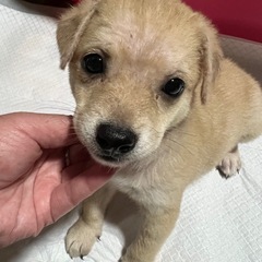 おにいちゃんわんこ(雑種)