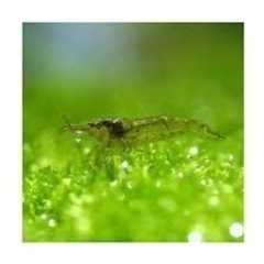 大好評　アクアリウム　ミナミヌマエビ　30匹　元気ですよ。③の画像