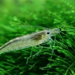 大好評　アクアリウム　ミナミヌマエビ　30匹　元気ですよ。③の画像