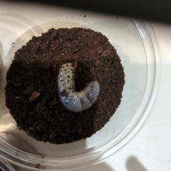 国産カブト虫の幼虫差し上げます❗の画像