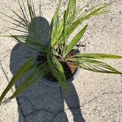 ダブル　ココスヤシ🌴①の画像