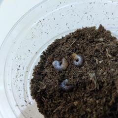 コクワガタの幼虫差し上げます❗の画像