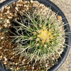 白棘　金鯱🌵の画像