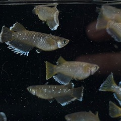 久々にメダカ販売します❗️の画像