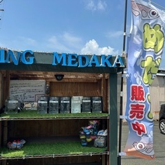 9/6メダカ無人販売🐟の画像