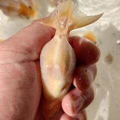 金魚 桜錦 当歳 10匹 まだ当歳ですので色柄変わりすると思います。きんぎょ メダカ ビオトープ 水槽 水草の画像