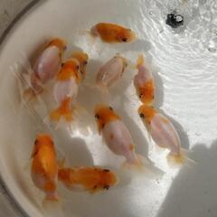 金魚 桜錦 当歳 10匹 まだ当歳ですので色柄変わりすると思います。きんぎょ メダカ ビオトープ 水槽 水草の画像
