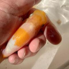 金魚 桜錦 当歳 10匹 まだ当歳ですので色柄変わりすると思います。きんぎょ メダカ ビオトープ 水槽 水草の画像